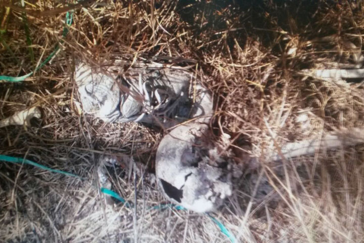 Investigación. Incompleta fue encontrada la osamenta de una persona, en una zanja cerca del Panteón Torreón.