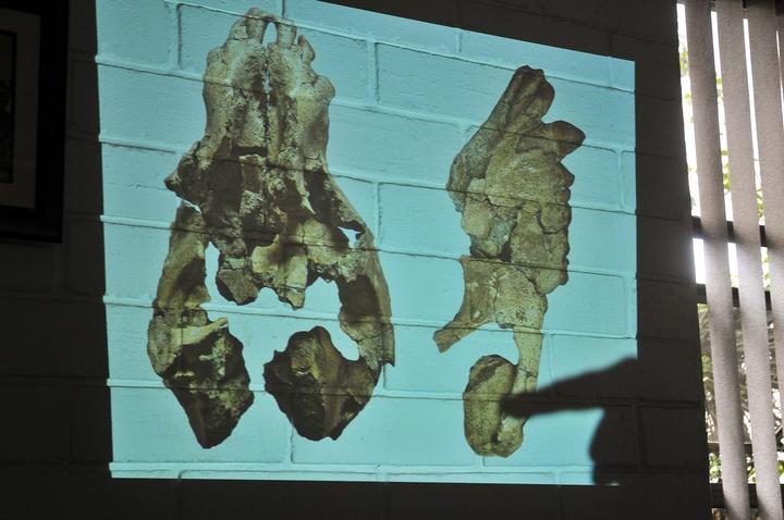 Hasta la fecha, los registros fósiles más antiguos hallados de los monos del Nuevo Mundo, de hace 26 millones de años, procedían de suelo de lo que hoy es Bolivia. (ARCHIVO)