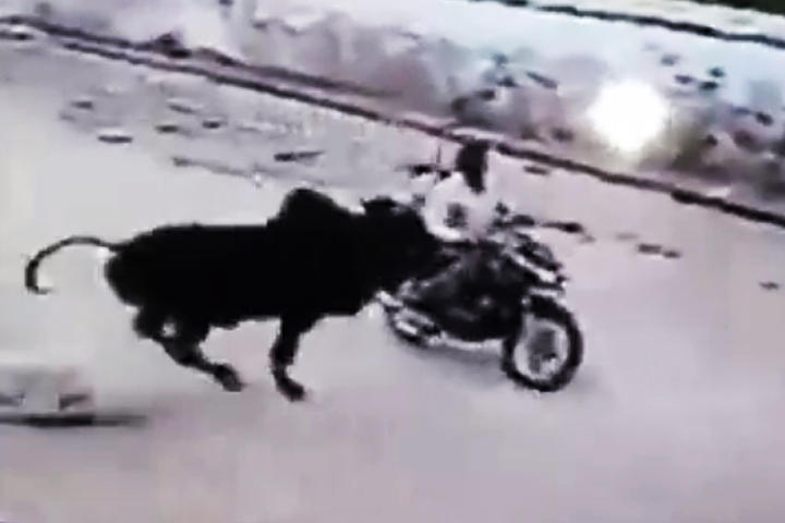 El animal arolla violentamente al indefenso motociclista. (YOUTUBE)