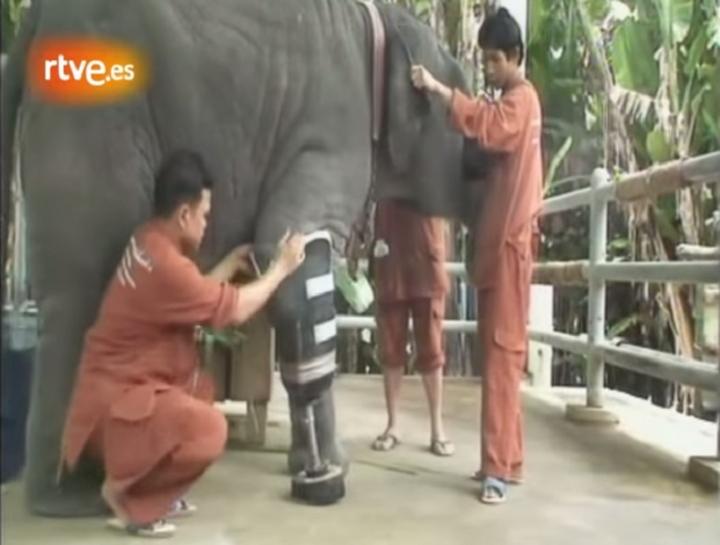 'Mosha' es una elefanta que vive en Myanmar, en donde perdió una pierna cuando piso una mina terrestre. (Imagen tomada del video) 