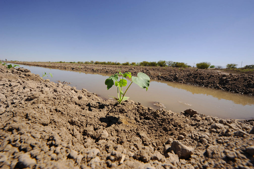 Cultivos. Las lluvias no han afectado los cultivos de melón. La producción avanza hasta ahora sin contratiempo. (ARCHIVO)