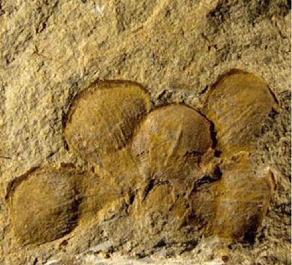 El hallazgo aparece en el último número de la 'Historical Biology', una publicación británica especializada en paleontología, en la que se detalla que la flor -denominada 'Euanthus panii'-, podría tener una antigüedad de 162 millones de años. (TOMADA DE INTERNET)