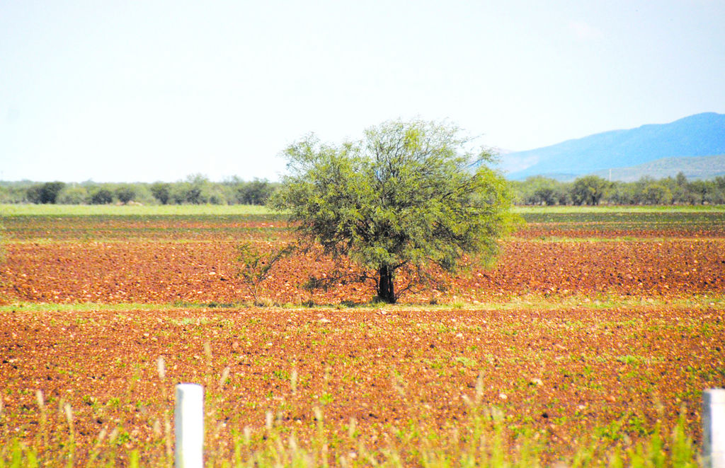 Peñón Blanco. A más de 100 productores de frijol de Peñón Blanco no les han pagado el frijol del esquema de acopio de 2013.