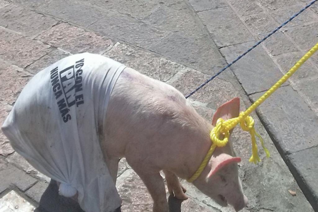 Los manifestantes llevaban cerdos vestidos con playeras en alusión al blanquiazul, lo que irritó a varios ciudadanos por el maltrato a los animales.  (Twitter)