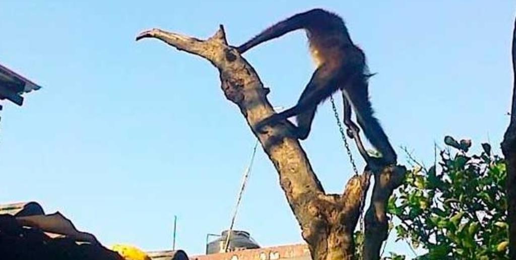 El mono araña fue trasladado a una Unidad de Manejo Ambiental (UMA) en el municipio de Orizaba, donde se le hará una valoración médica y se quedará en resguardo en un área adecuada para su recuperación. 