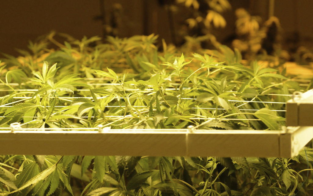 La marihuana, cuyo uso legal se permite en 23 de los 50 estados del país, así como en el Distrito de Columbia, se convertirá así en una de las industrias de mayor crecimiento de Estados Unidos. (ARCHIVO)