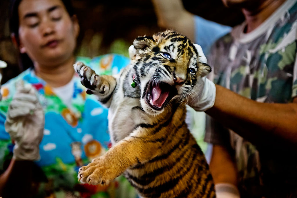 Encierro. Cada vez es más común que se haga negocio con especies exóticas, incluyendo grandes felinos.