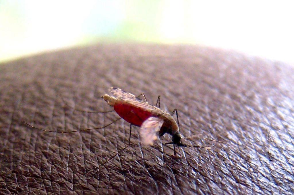 Un anopheles gambiae, el mosquito vector del parásito que causa la malaria. (ARCHIVO)