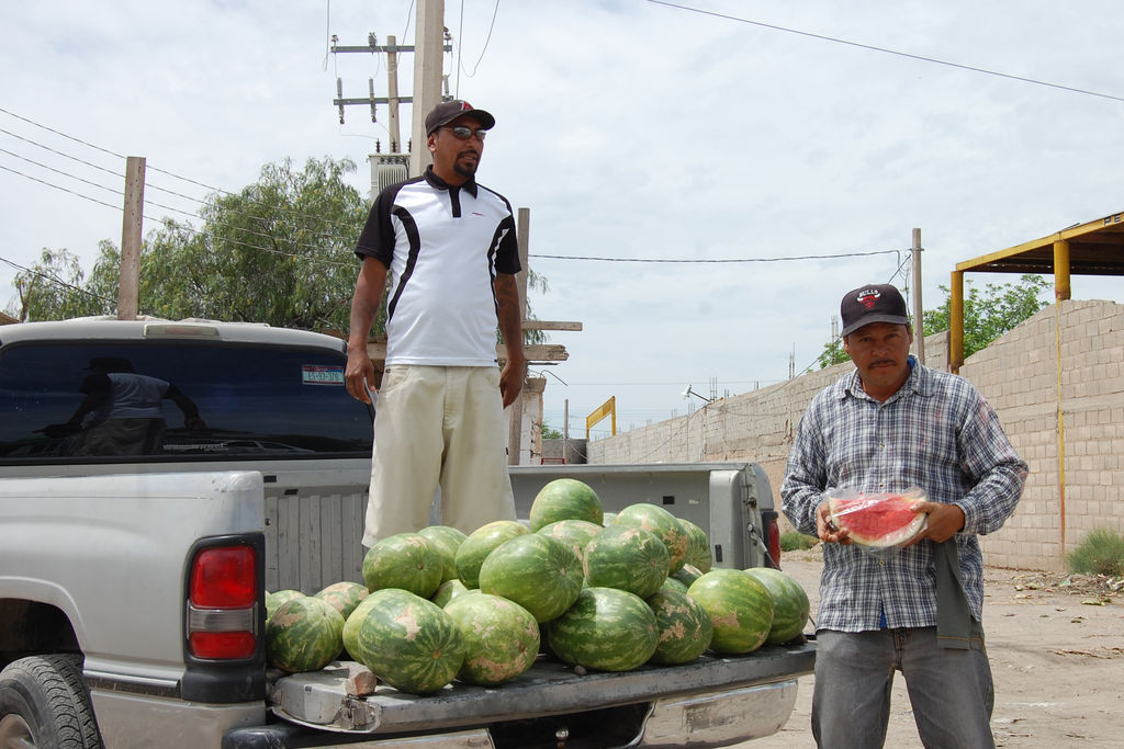Producto. Algunos productores ya han empezado con la cosecha de sandía, pero la actividad más fuerte es el melón. (MARY VÁZQUEZ)