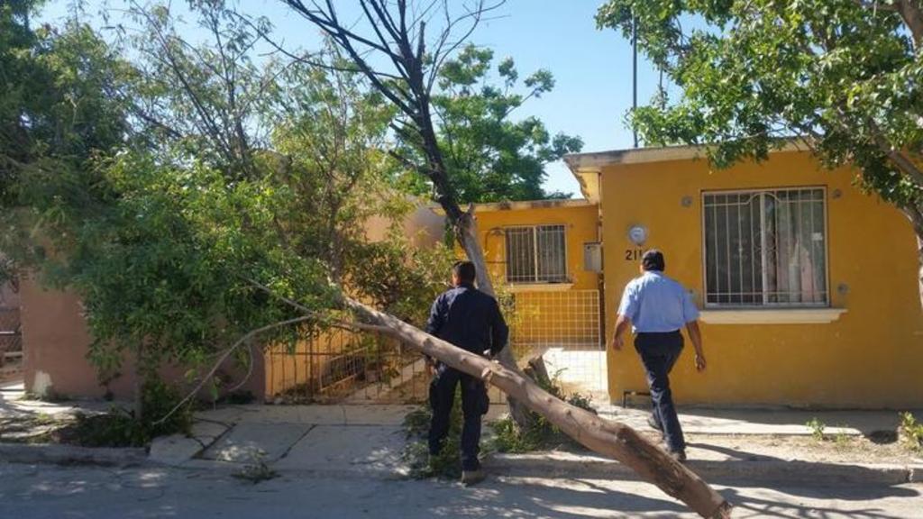 Las ráfagas de viento generaron la caída de ramas y algunos árboles. (El Siglo de Torreón)
