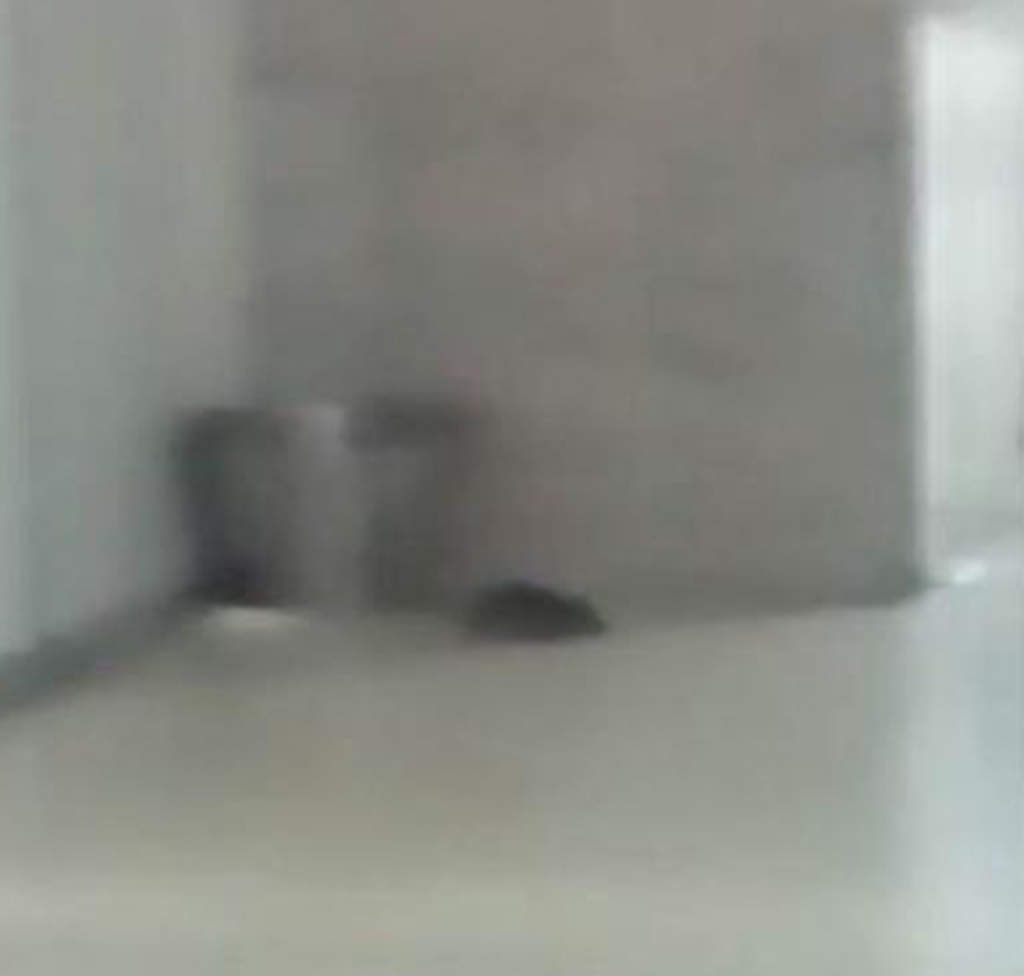 En un video de un minuto con 24 segundos que circuló en redes sociales se puede apreciar al roedor caminando por un pasillo, mientras los derechohabientes molestos lo graban.  (YouTube)
