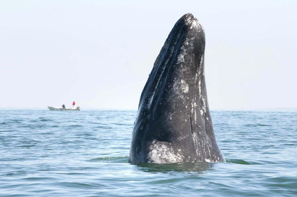 Esos nervios elásticos explican cómo las grandes ballenas son capaces de desplegar una bolsa de grandes dimensiones bajo la boca para capturar gran cantidad de presas cuando se sumergen para alimentarse. (ARCHIVO)