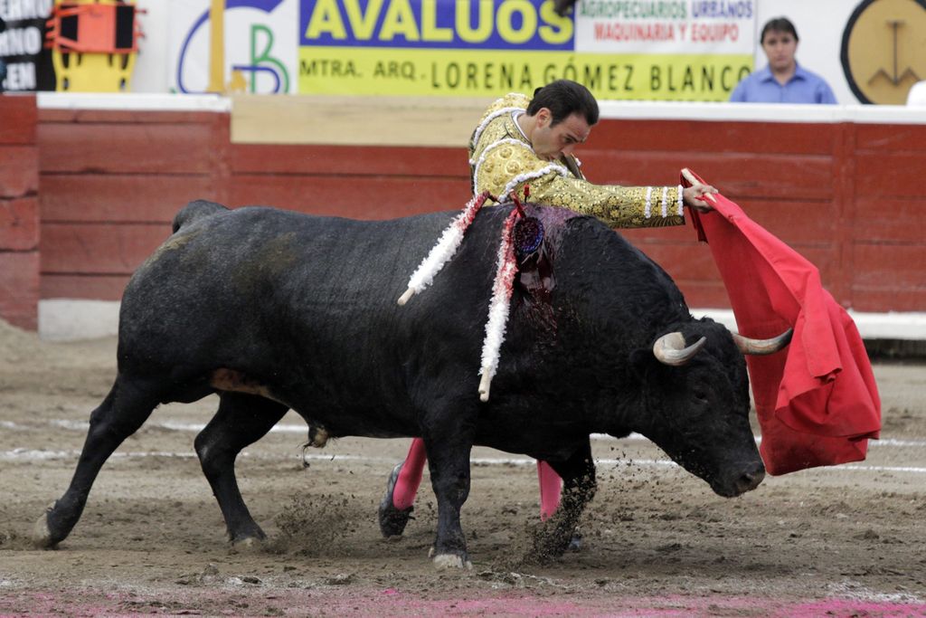 El matador valenciano Enrique Ponce hará hoy en Torreón su última escala dentro de la breve gira que emprendió por ruedos mexicanos.