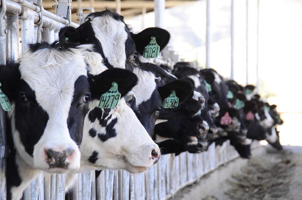 La producción lechera es un pilar económico importante en La Laguna, por lo que sacrificar el ganado significaría una pérdida terrible. (Archivo)
