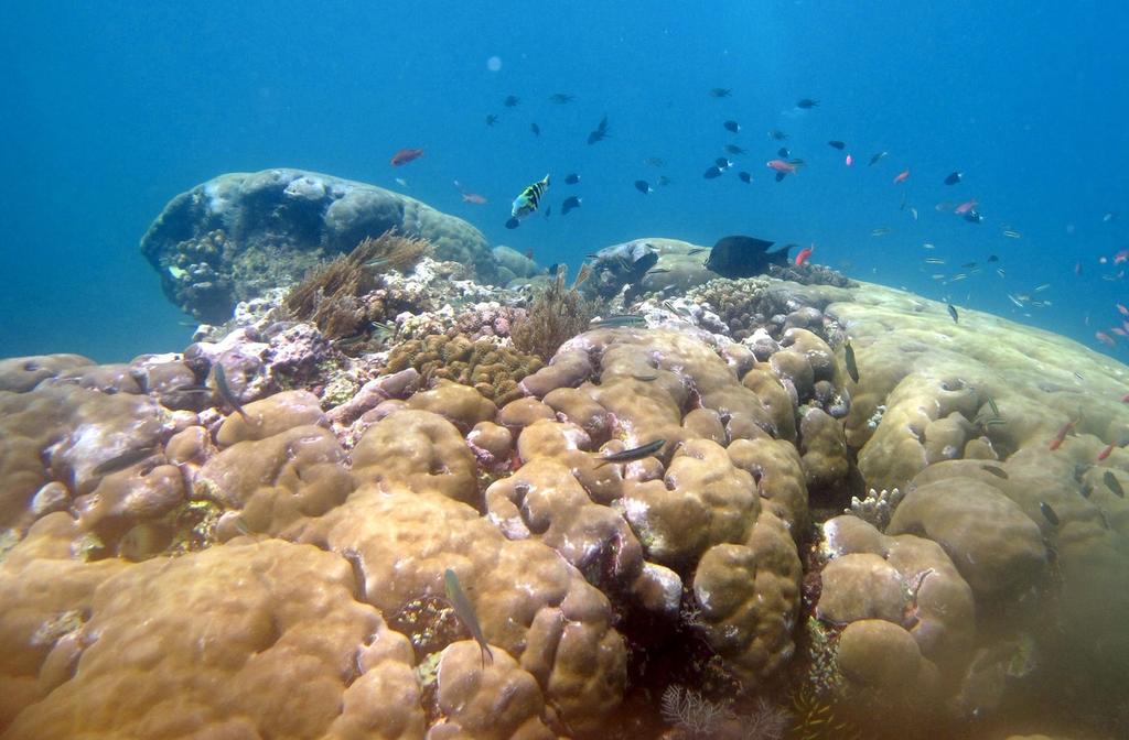 En algunos lugares, la cobertura de los arrecifes alcanzaba 50 por ciento, pero en la actualidad es menor de 10 por ciento. (ARCHIVO)