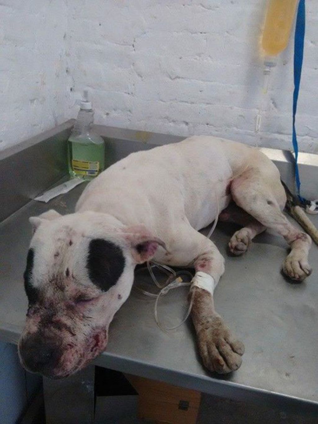 El can fue asesinado a golpes por aficionados que celebraran el triunfo de Santos. (Facebook)
