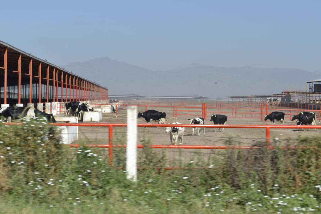 Problemática. La ganadería lechera de la región está cada vez más en riesgo por la importación de productos en polvo. (CLAUDIA LANDEROS)