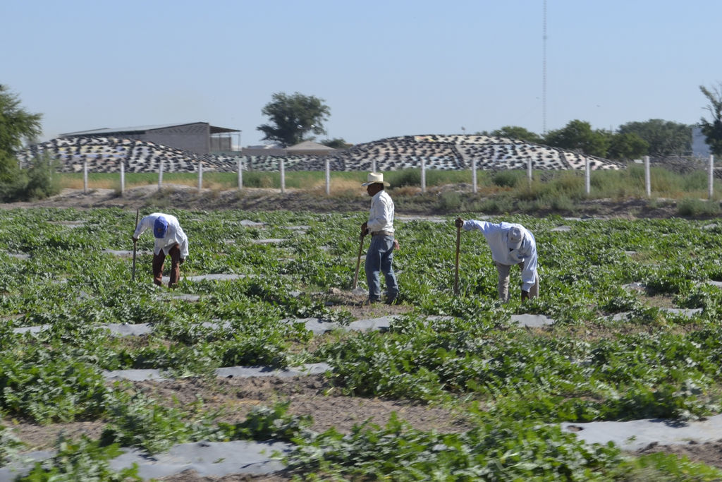 Falta de recursos. El retraso en la llegada de los créditos perjudica al productor agrícola y sus tierras, no avanza el cultivo. (CLAUDIA LANDEROS)