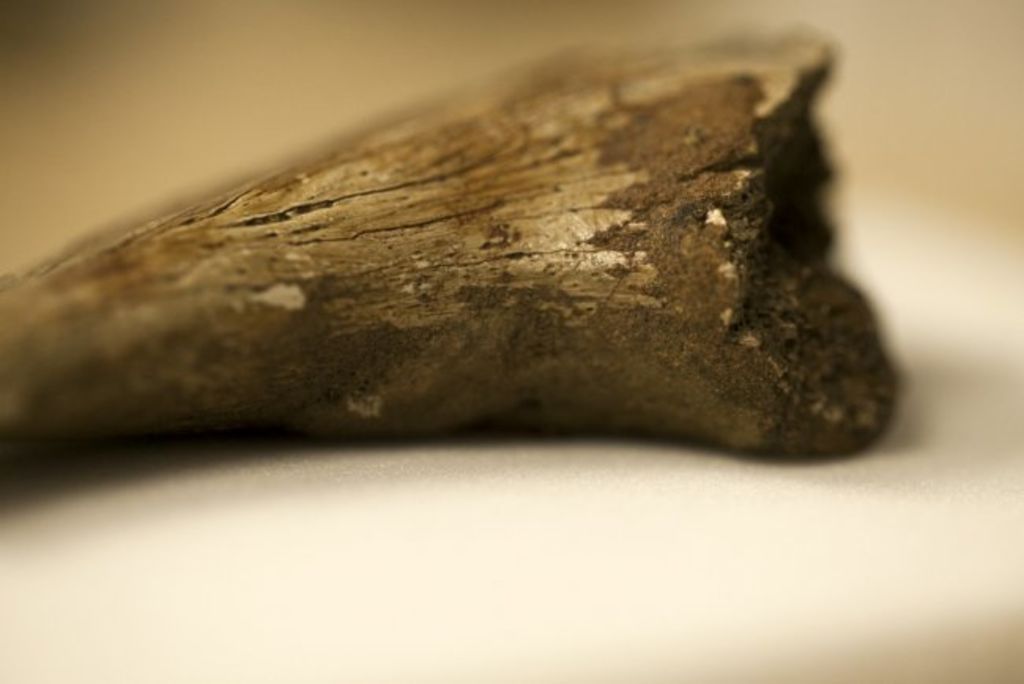 Este hallazgo muestra que los restos de estructuras orgánicas en los fósiles pueden ser más comunes de lo que se pensaba. (Laurent Mekul)