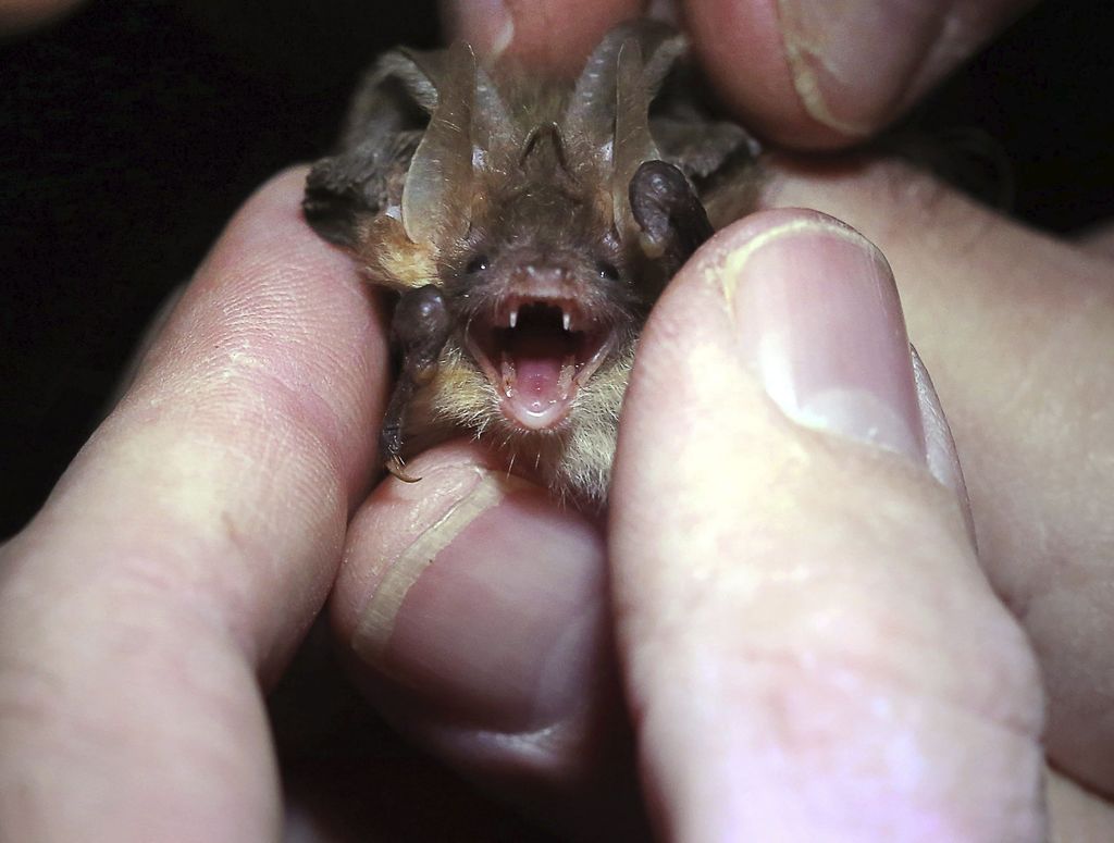 La nueva especie está emparentada con otra de murciélagos. (Archivo)