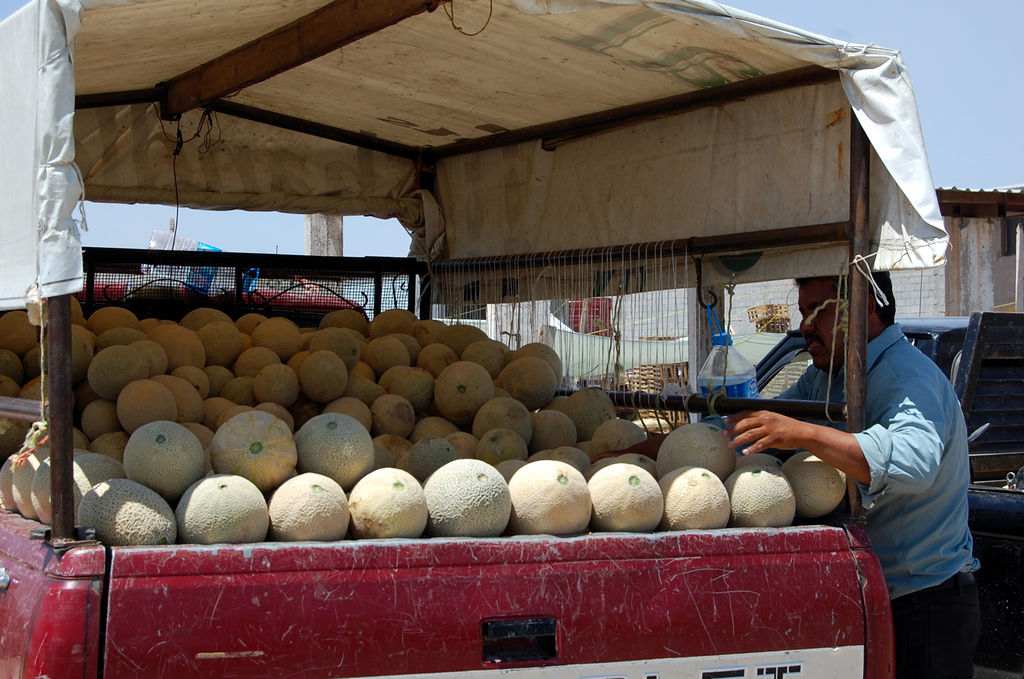 El delegado de Sagarpa Román Cepeda dijo que el precio del melón que ha oscilado entre 60 centavos y 4 pesos es un tema de mercado y un problema recurrente. (ARCHIVO)