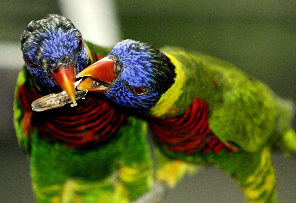 El descubrimiento podría ayudar a conocer los orígenes del “habla” de estas aves, pero también arrojar luz sobre cómo surgieron áreas nuevas en el cerebro durante la evolución. (ARCHIVO)