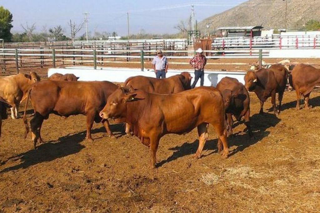 Hato. El estado ya podría estar en condiciones para exportar ganado a Estados Unidos.