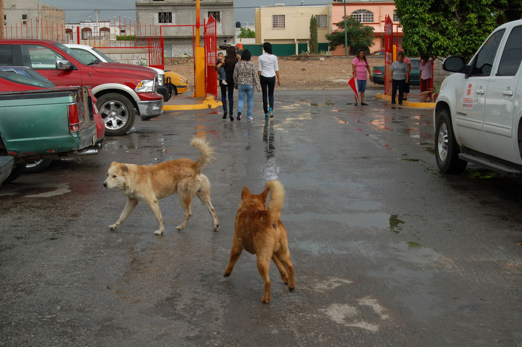 Animales. Torreón aún sin  nuevo reglamento. (EL SIGLO DE TORREÓN)