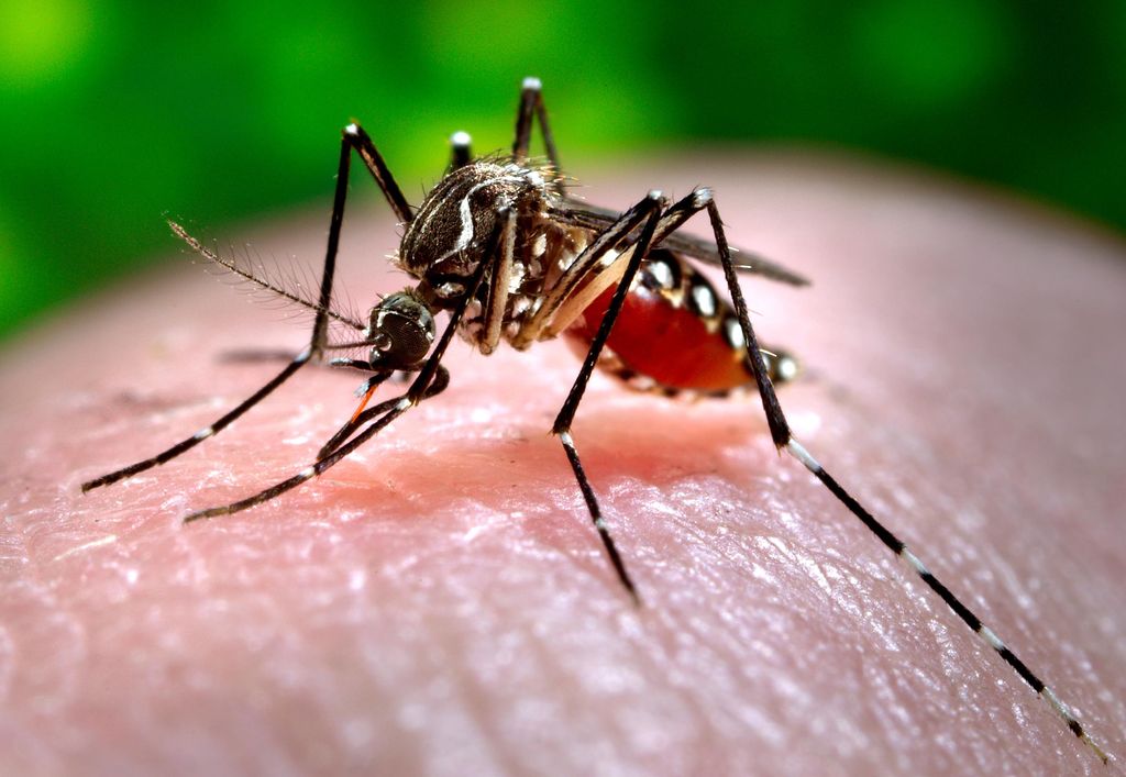 Problema. El chikungunya mantiene en alerta a las autoridades de salud del país ante su posible propagación.