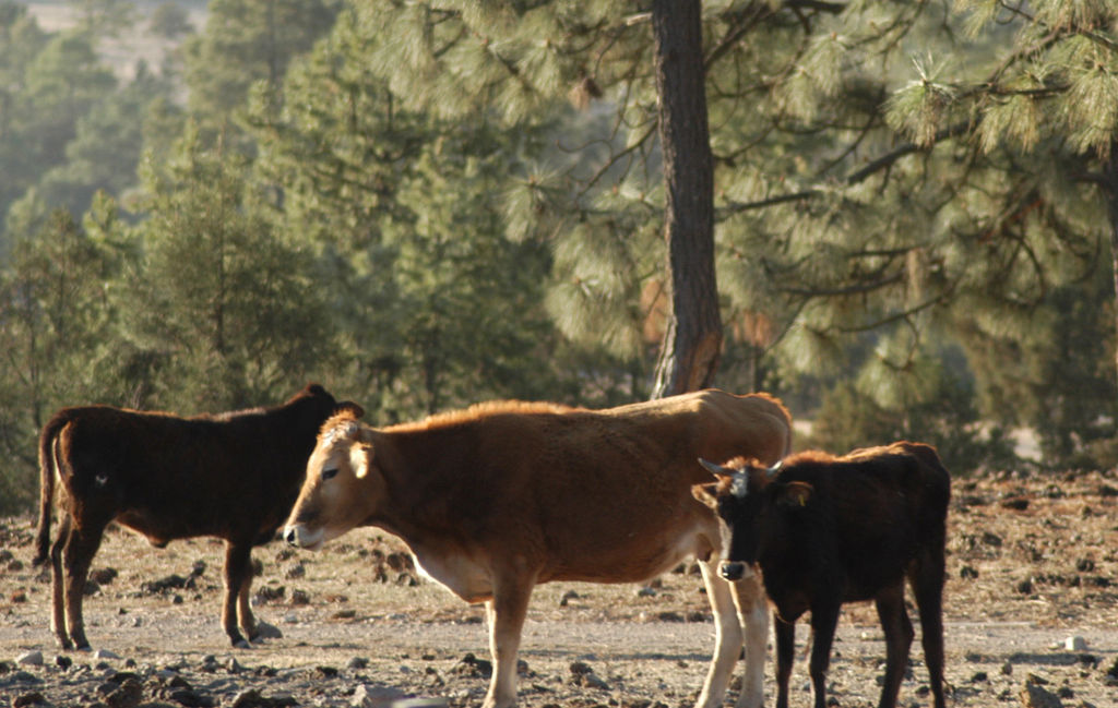 Productividad. Se presenta una buena oportunidad para la ganadería del estado de Durango.