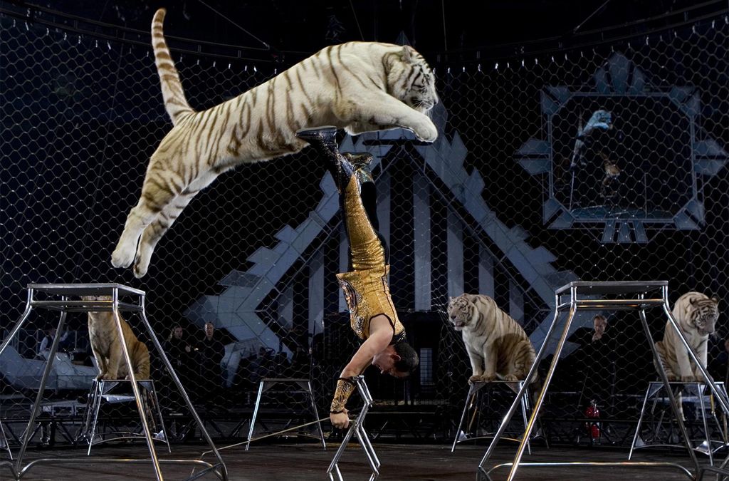 Dudas. El destino de los animales de circo se encuentra en duda ante la inminente prohibición.