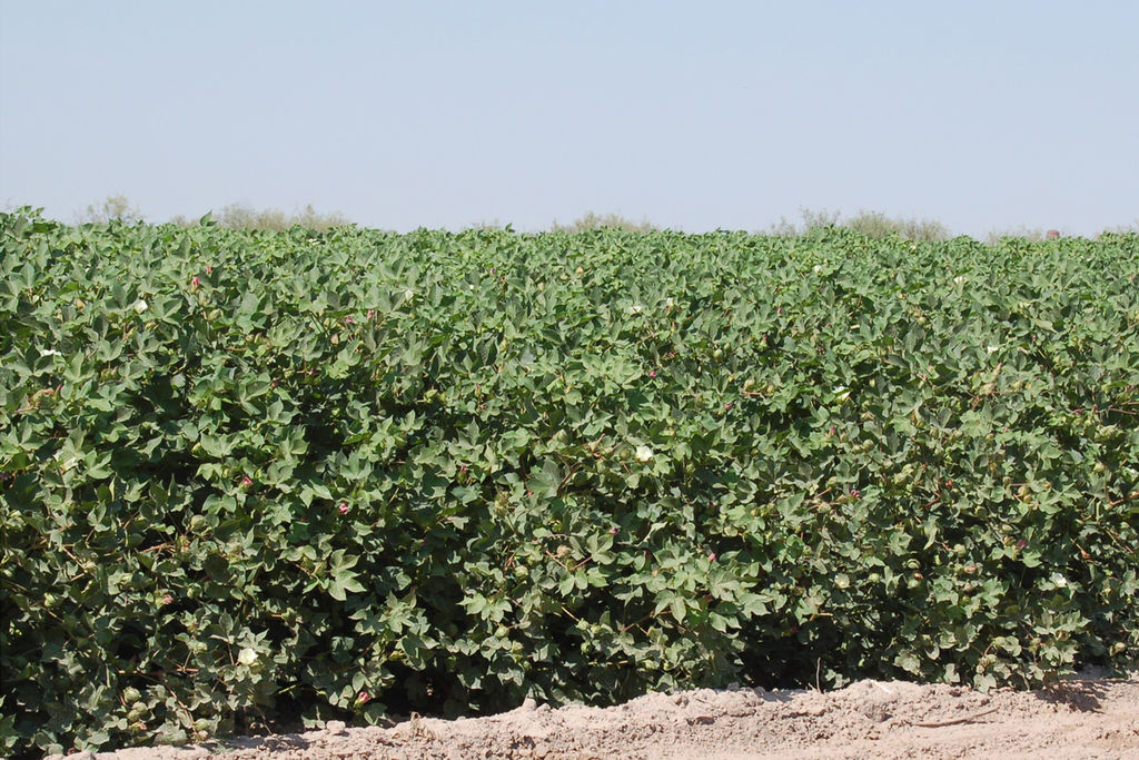 Cultivo. Las plantas de algodón presentan un estancamiento en la aparición de bellotas. (MARY VÁZQUEZ)