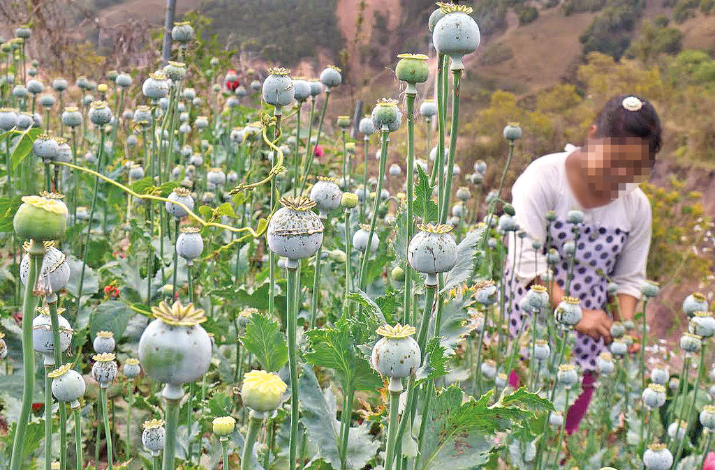 Trabajo infantil. Para extraer la goma de opio, a los cultivos ingresan los más pequeños, evitando así dañar las flores.