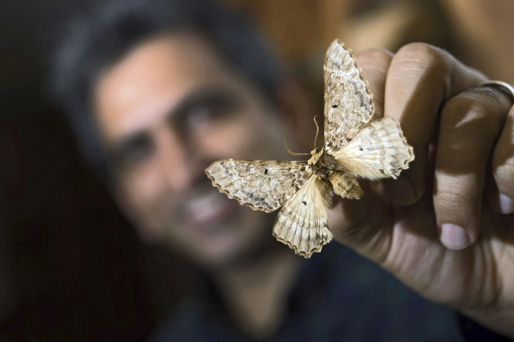Presentaron  el resultado de 26 años de trabajo científico que han concluido con el descubrimiento de una nueva familia de grandes mariposas denominada 'Pseudobistonidae'. (EFE)