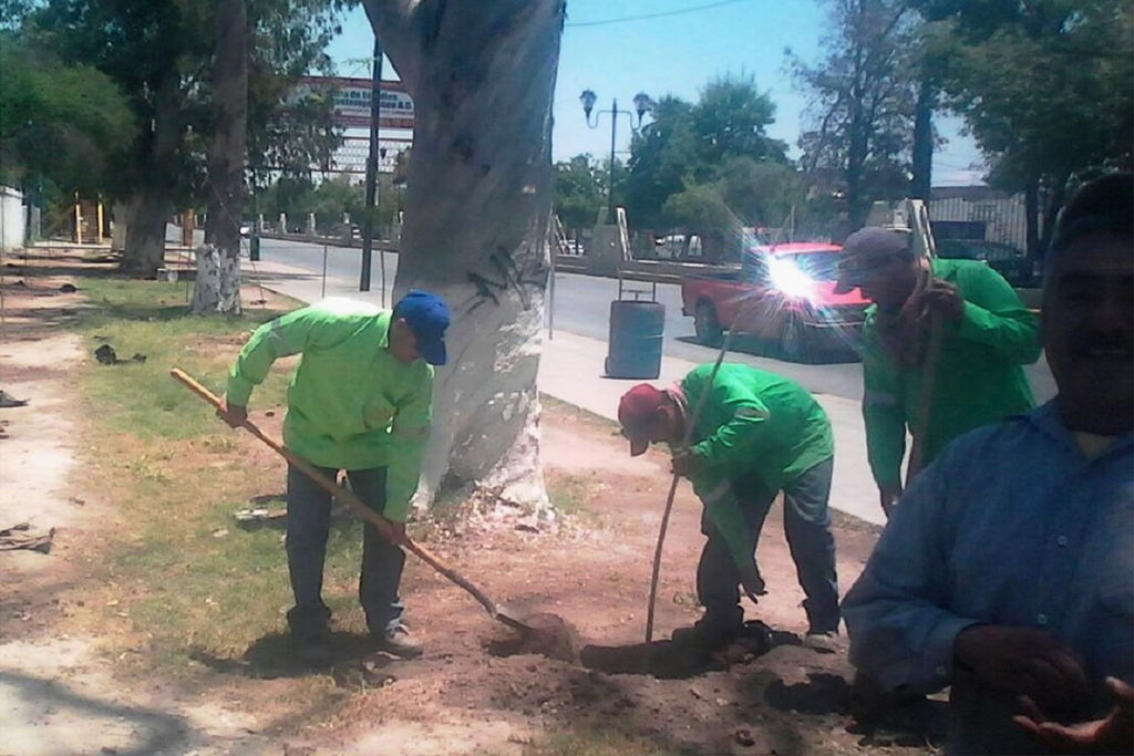 Acciones verdes. Realizan poda, limpieza y plantación de árboles en diferentes sectores de Ciudad Lerdo. (EL SIGLO DE TORREÓN)