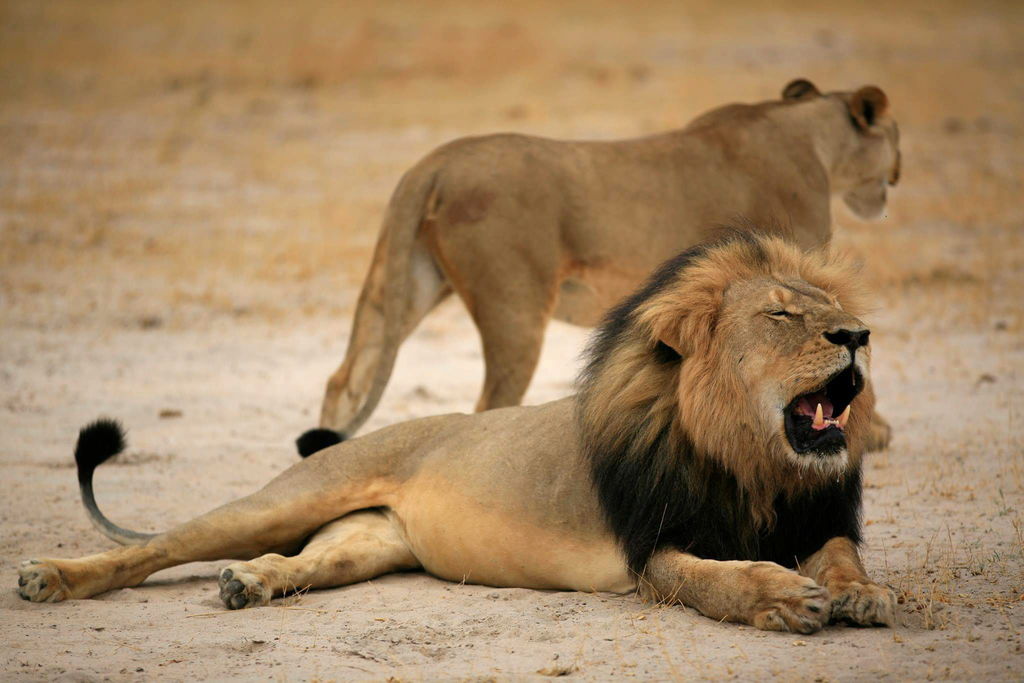 Dos zimbabuenses están detenidos por la muerte del león, que ha desatado indignación en todo el mundo. (Archivo)