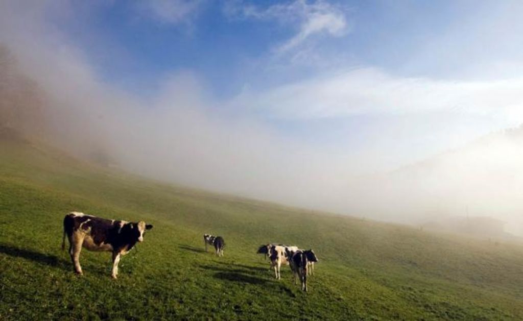 La mujer, una turista alemana, decidió tomar un atajo a un restaurante en los Alpes cuando se encontró con las vacas, que al parecer en su intento por proteger a sus crías, la pisotearon.