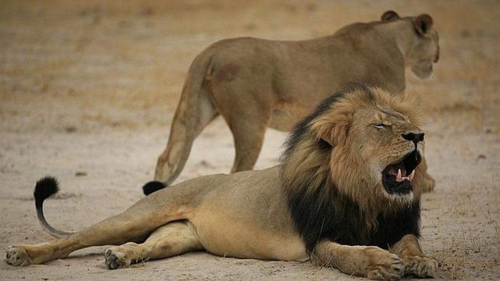 Zona protegida. La caza del león Cecil causó gran conmoción a nivel internacional pues estaba en zona protegida. 