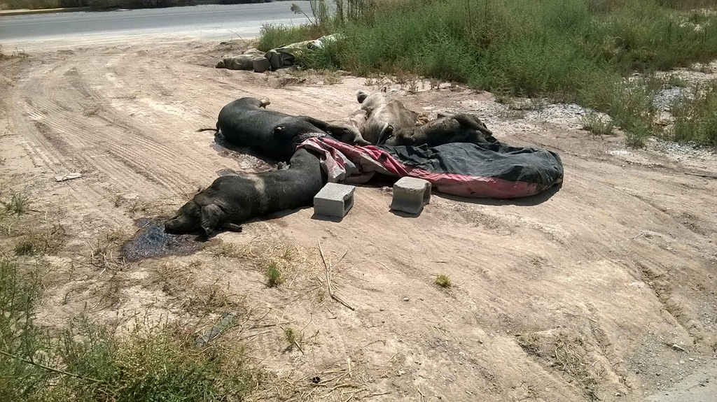 Alerta. Los puercos se encontraban a pie de carretera a Ferropuertos en Torreón. Fueron retirados antes del mediodía de ayer. (CORTESÍA)