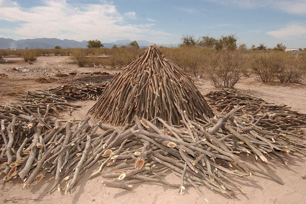 Producción. De los dos y medio millones de árboles que se plantarán este año, un millón será para La Laguna. (ARCHIVO)