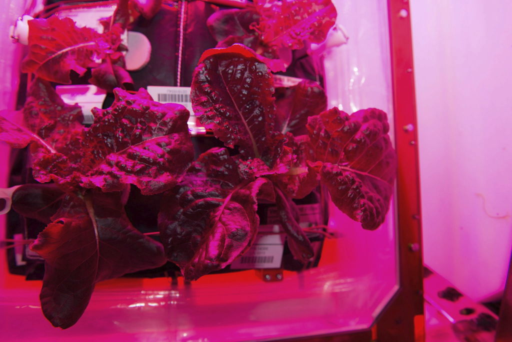 El experimento, con el nombre oficial de Veg-01 o 'Veggie', tiene el objetivo de estudiar el crecimiento de las plantas en un ambiente de microgravedad y mejorar los métodos que podrían desarrollar el cultivo en órbita. (EFE)