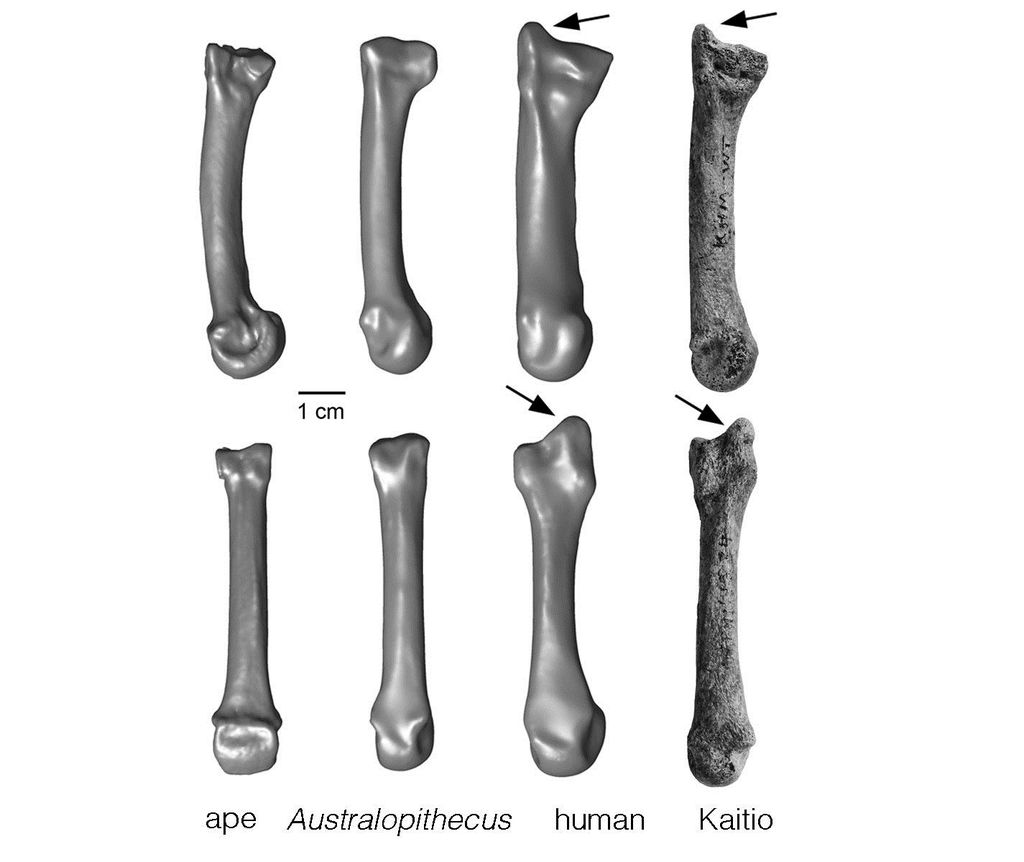 La evolución de la mano es de vital importancia para entender cómo nos convertimos en humanos. (INTERNET)