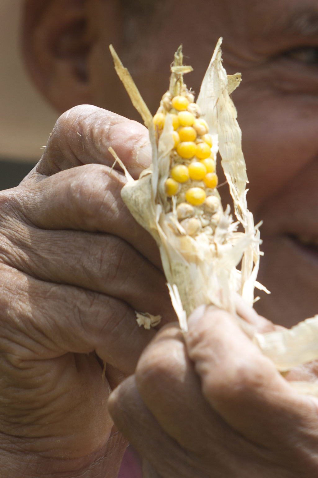 En general están aseguradas 367 mil 638 hectáreas de maíz de los 81 municipios de Guerrero. (ARCHIVO)
