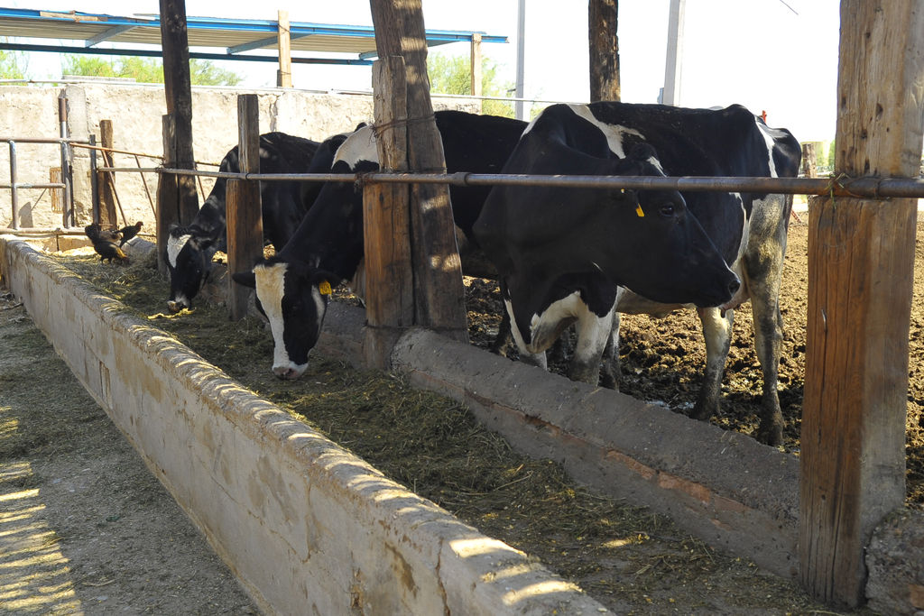 Créditos. El monto de crédito ejercido por la FND se ha destinado a la agricultura en un 90 %, a la ganadería en un 7 %. (ARCHIVO)