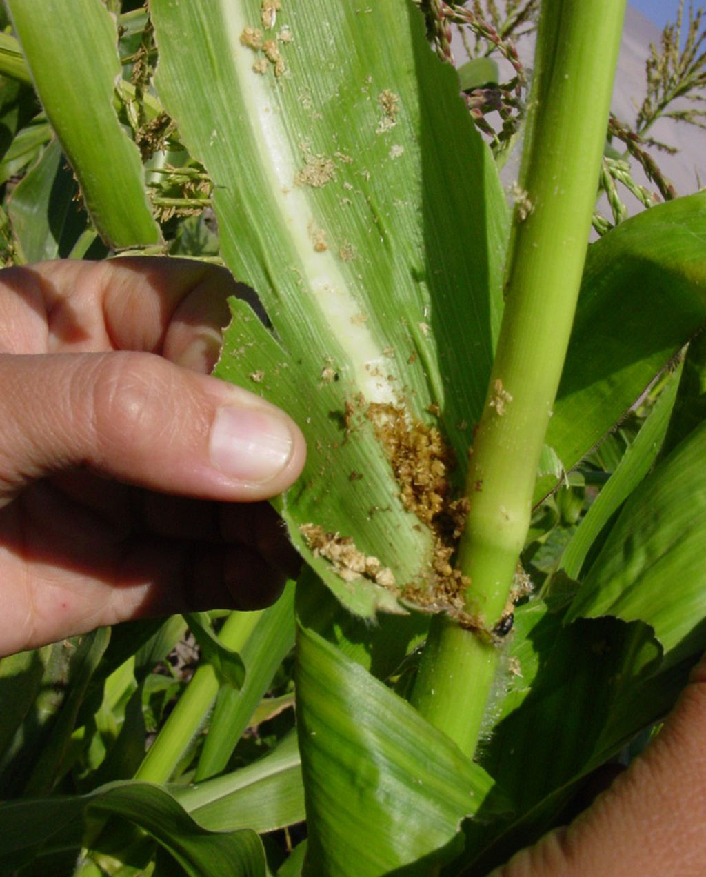 Plagas. El chapulín y el gusano cogollero están afectando ya las siembras de frijol y maíz.