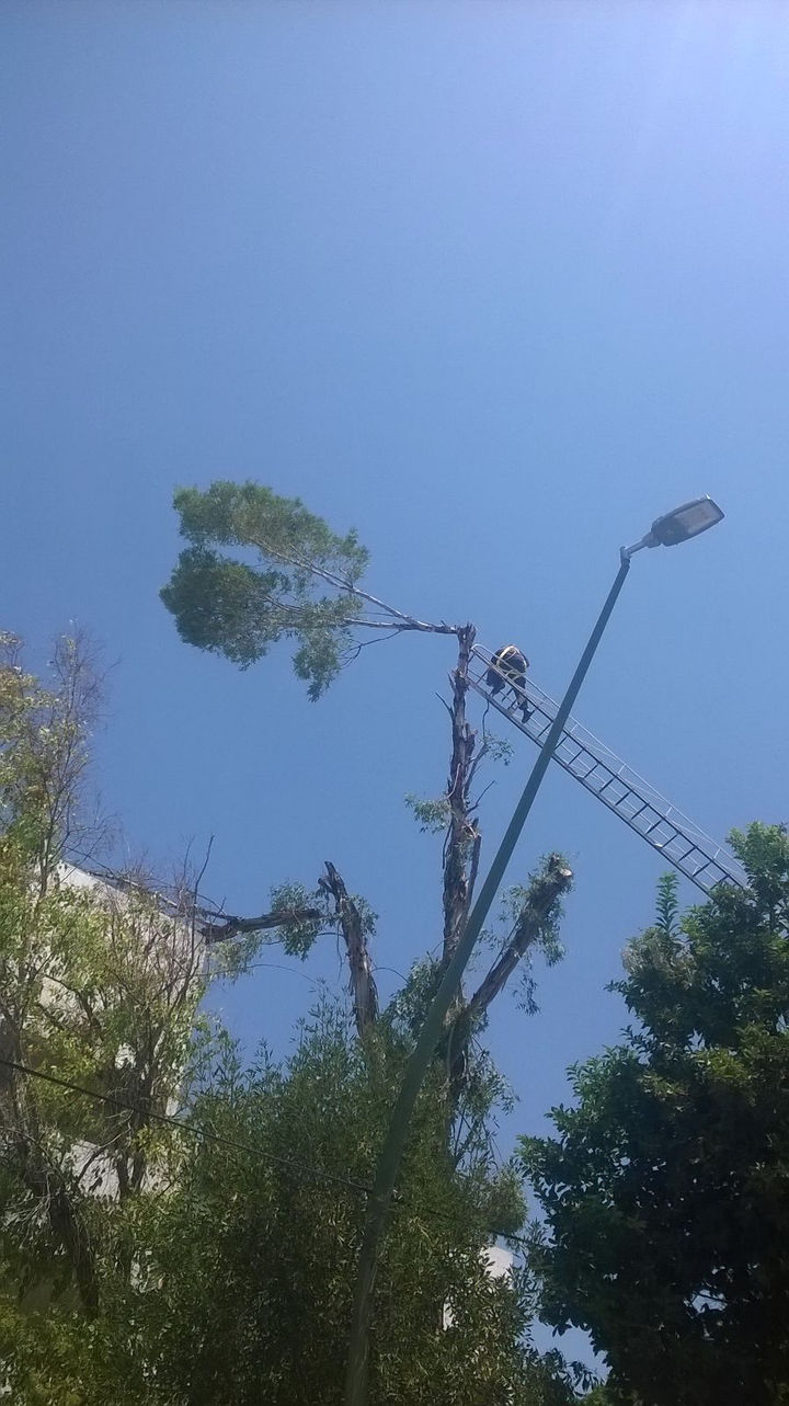 Trabajos. Retiran rama a 25 metros de altura.  