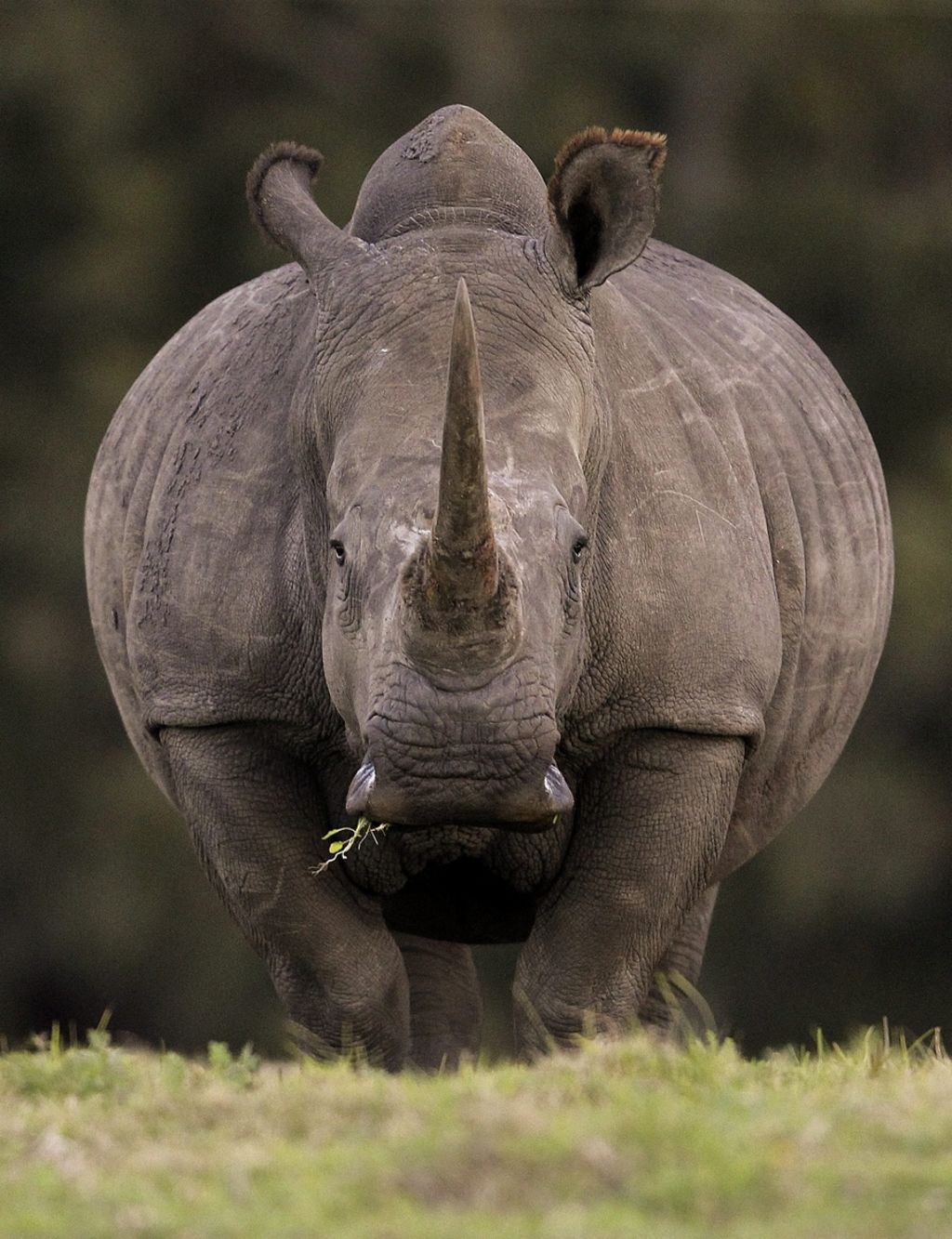 Tafadzwa Gosho murió el lunes por la noche después de que lo aplastara el rinoceronte al que cuidaba, afirmó la directora del parque Imire, Kate Travers. (Archivo)