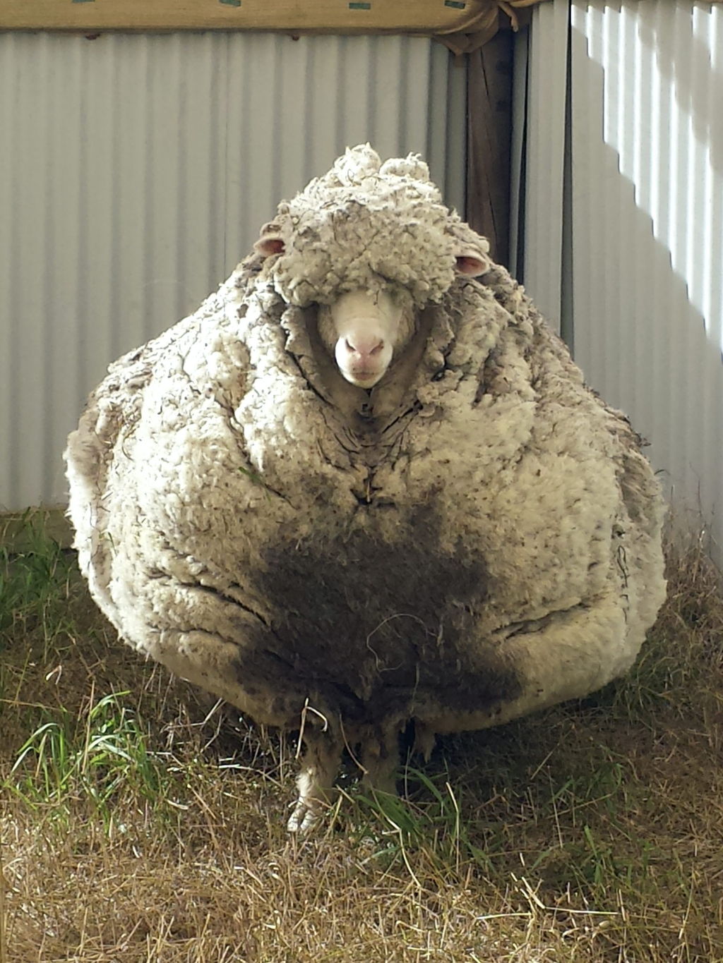 Gigante. La oveja tiene entre cuatro y cinco veces su tamaño normal, señalan.