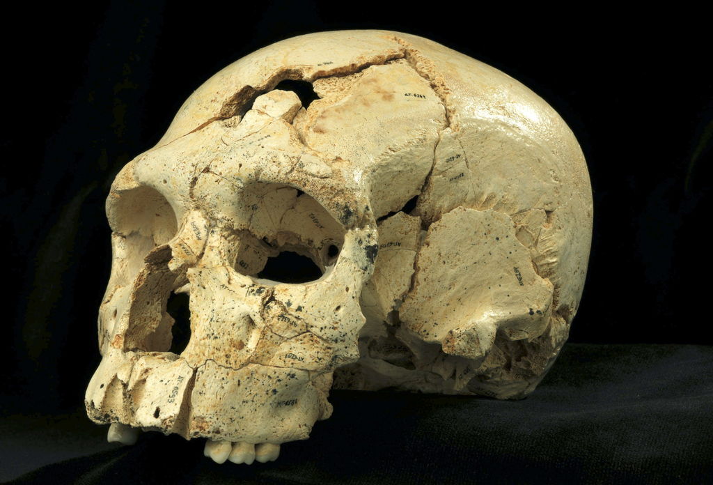 Analiza la colección de fósiles del esqueleto postcraneal de la Sima de los Huesos, un yacimiento del complejo de Atapuerca datado en unos 430,000 años de antigüedad, anterior a los neandertales y a los humanos modernos. (ARCHIVO)