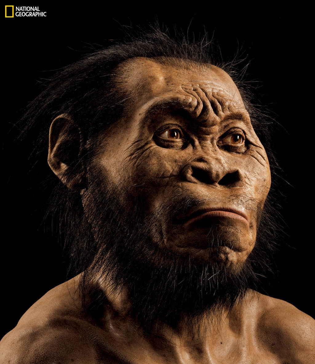 Hallazgo. Reconstrucción del Homo naledi, cuyos fósiles fueron encontrados en Sudáfrica. (AP)